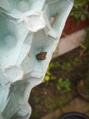 Amphipyra tragopoginis