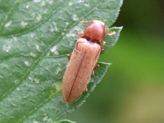 Cardiophorinae