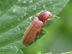 Cardiophorinae