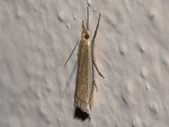 Fernandocrambus