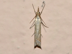Fernandocrambus