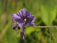 Solanum caripense