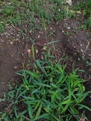 Setaria verticillata ambigua