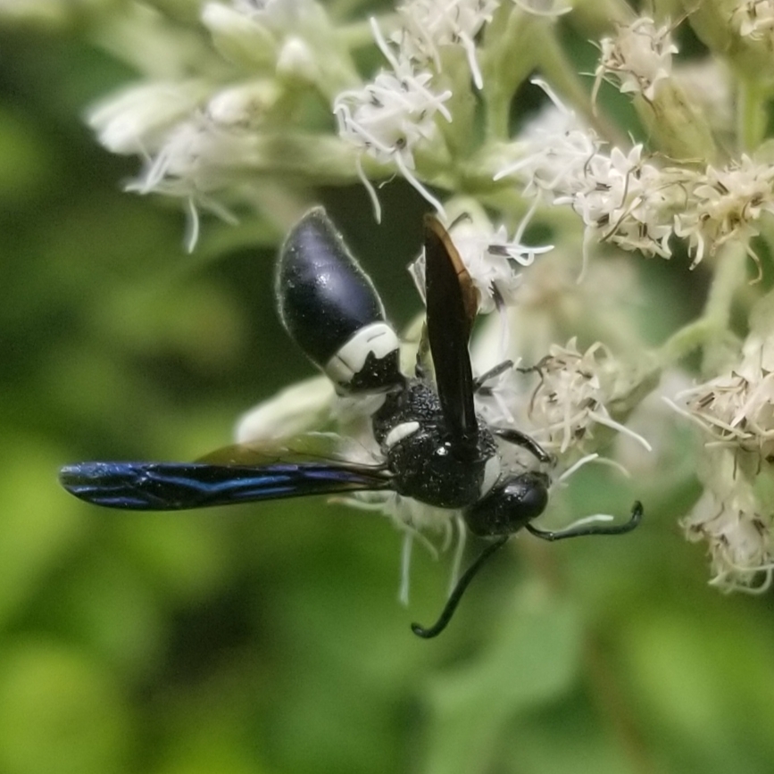 Four-toothed mason wasp (Monobia quadridens)