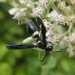 Four-toothed Mason Wasp