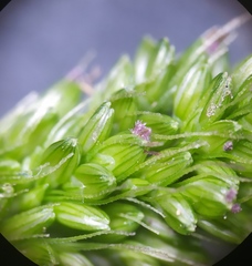 Setaria verticillata ambigua