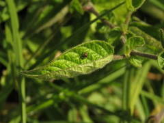 Solanum caripense