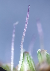Setaria verticillata ambigua