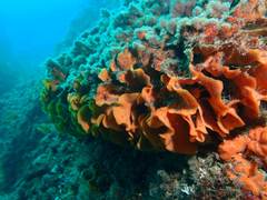 Pentapora