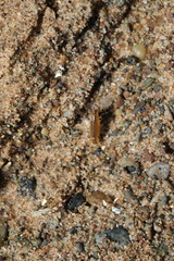 Talitrus saltator