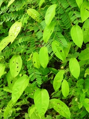 Passiflora serratifolia