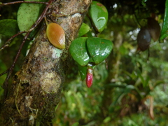 Sphyrospermum dissimile