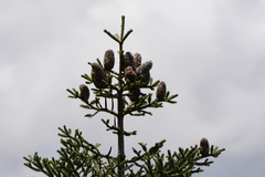 Abies vejarii