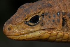 Broadleysaurus major