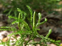 Lycopodiales