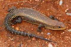 Broadleysaurus major