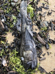 Neogobius melanostomus