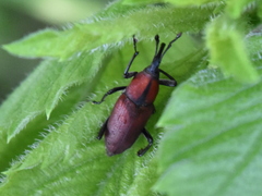 Rhodobaenus sanguineus
