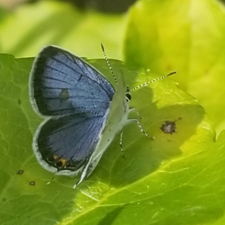 Eastern tailed-blue