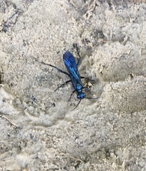 Chlorion aerarium