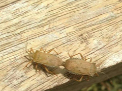 Anasa guttifera