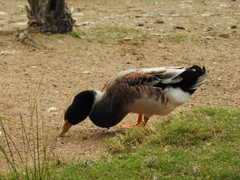 Anas platyrhynchos domesticus