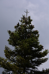 Abies vejarii