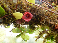 Sphyrospermum dissimile