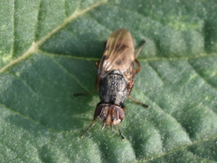 Otitini