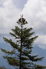 Abies vejarii