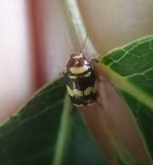 Cryptocephalus trizonatus
