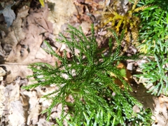 Lycopodiales