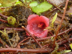 Sphyrospermum dissimile
