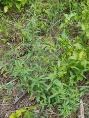 Brickellia eupatorioides eupatorioides