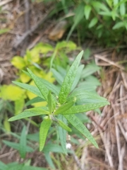 Brickellia eupatorioides eupatorioides