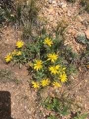 Heterotheca pumila