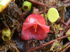 Sphyrospermum dissimile