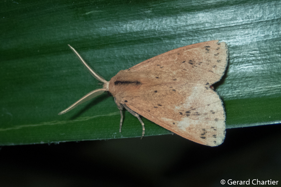 Spilosoma elmagna