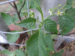 Solanum emulans