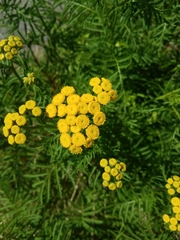 Tanacetum vulgare