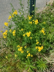 Tanacetum vulgare