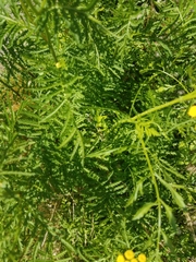 Tanacetum vulgare