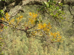 Dendrophthora clavata