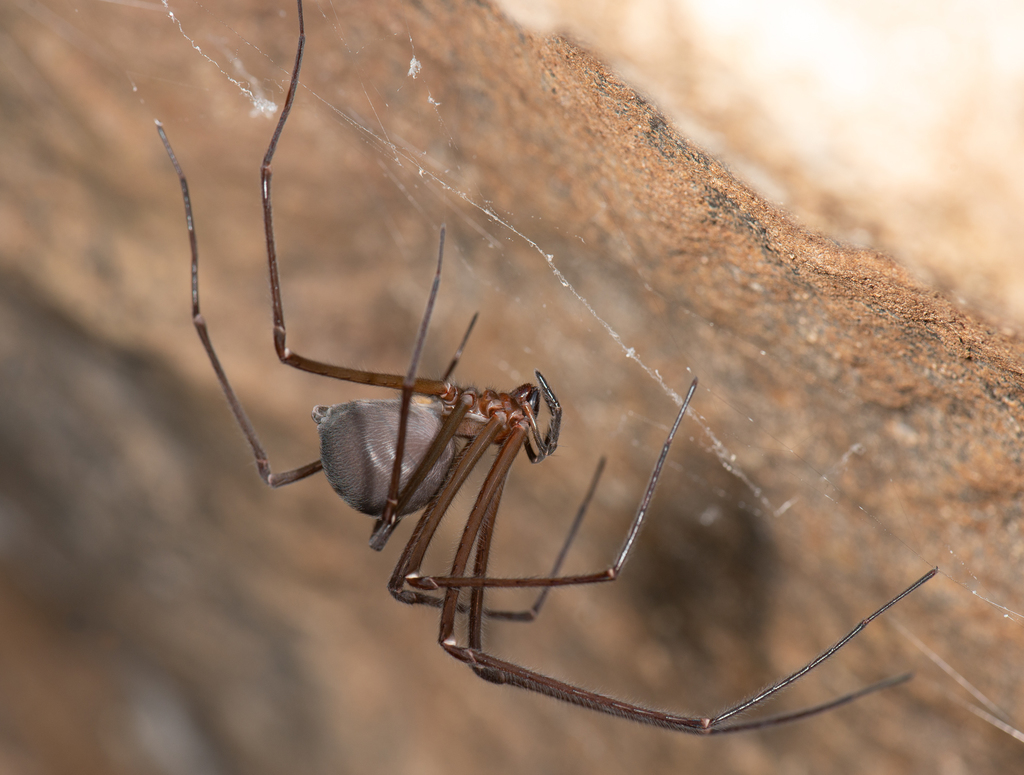 Tasmanian Cave Spider from Southwest TAS 7139, Australia on February 6 ...