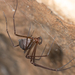 Tasmanian Cave Spider - Photo (c) Marshal Hedin, some rights reserved (CC BY-NC-SA), uploaded by Marshal Hedin