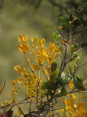 Dendrophthora clavata