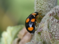 Brachiacantha decora