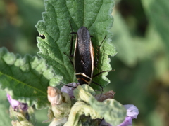 Pseudomops interceptus