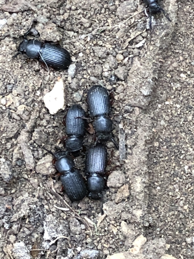 Ammophorus peruvianus