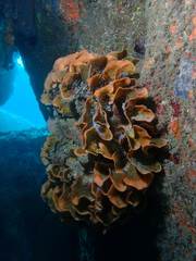 Pentapora
